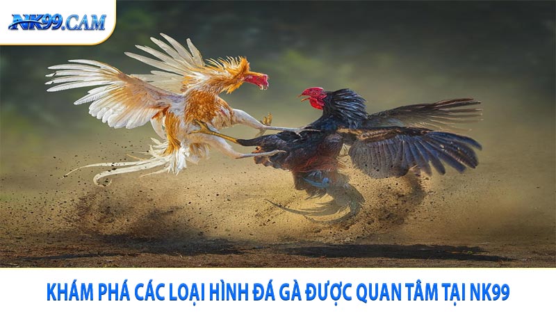 Khám phá các loại hình đá gà được quan tâm tại NK99