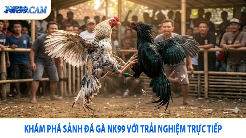 Khám phá sảnh đá gà NK99 với trải nghiệm trực tiếp